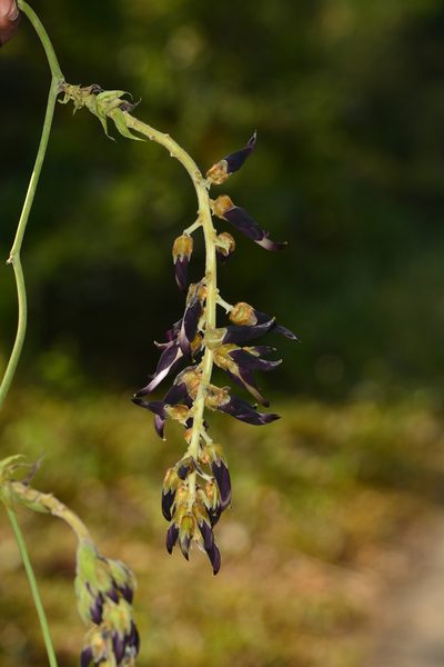 Mucuna bracteata, photographed by S.MORE