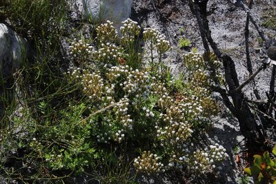 Pseudoselago peninsulae, photographed by Tony Rebelo