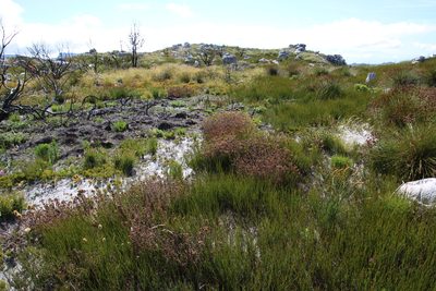 Pseudoselago peninsulae, photographed by Tony Rebelo