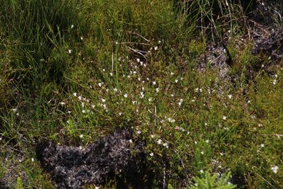 Prismatocarpus sessilis, photographed by Tony Rebelo