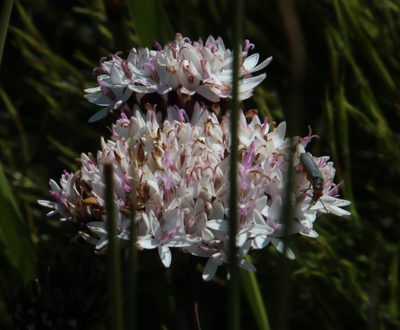Corymbium enerve, photographed by Tony Rebelo
