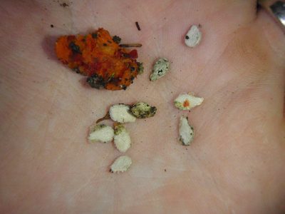 Coccinia grandiflora, photographed by Carrie Seltzer