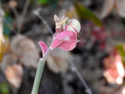Euphorbia bracteata, photographed by Francisco Farriols Sarabia