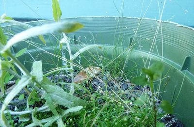 Poa imbecilla, photographed by Colin Meurk