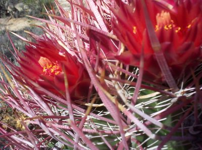 Ferocactus gracilis, photographed by Robbie Hannawacker