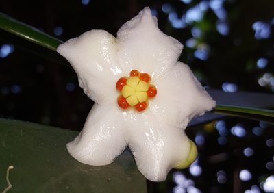 Clusia fluminensis, photographed by alessandradalia