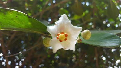 Clusia fluminensis, photographed by alessandradalia