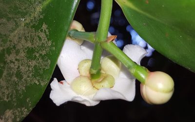 Clusia fluminensis, photographed by alessandradalia