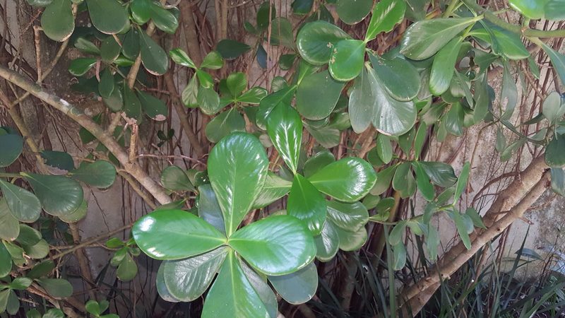 Clusia fluminensis, photographed by alessandradalia