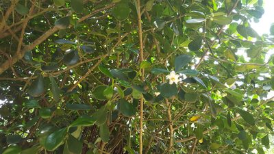Clusia fluminensis, photographed by alessandradalia