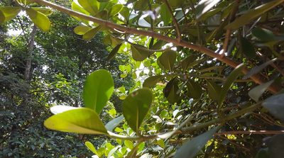 Clusia fluminensis, photographed by alessandradalia