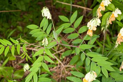 Lathyrus laevigatus, photographed by Drepanostoma