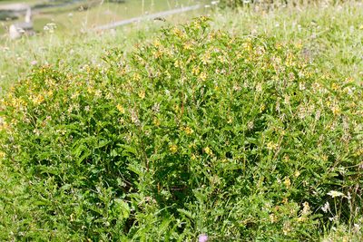 Astragalus penduliflorus, photographed by Drepanostoma