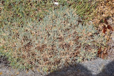 Astragalus terraccianoi, photographed by Drepanostoma