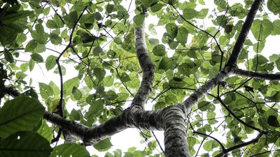 Croton draco, photographed by lisong