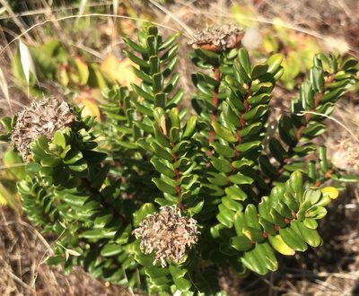 Pimelea ferruginea, photographed by Ann Bentley