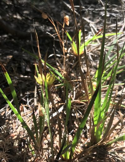 Conostylis aculeata, photographed by Ann Bentley