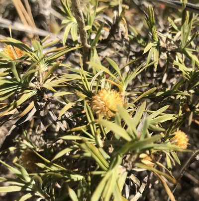 Acanthocarpus preissii, photographed by Ann Bentley