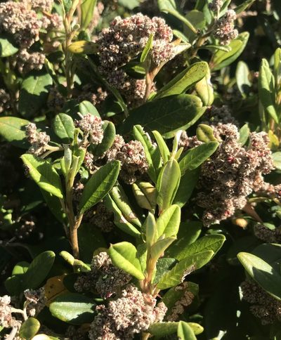 Spyridium globulosum, photographed by Ann Bentley