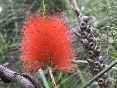 Melaleuca lateritia, photographed by Ann Bentley