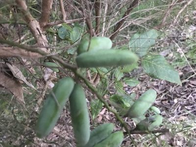 Hardenbergia comptoniana, photographed by Ann Bentley