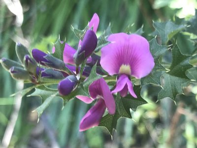 Mirbelia dilatata, photographed by Ann Bentley