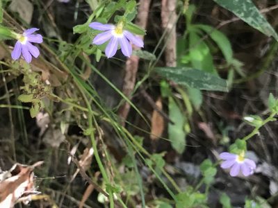 Scaevola microphylla, photographed by Ann Bentley