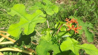 Jatropha podagrica, photographed by Ong Jyh Seng