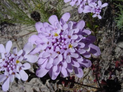 Iberis procumbens, photographed by Carlos Franquinho