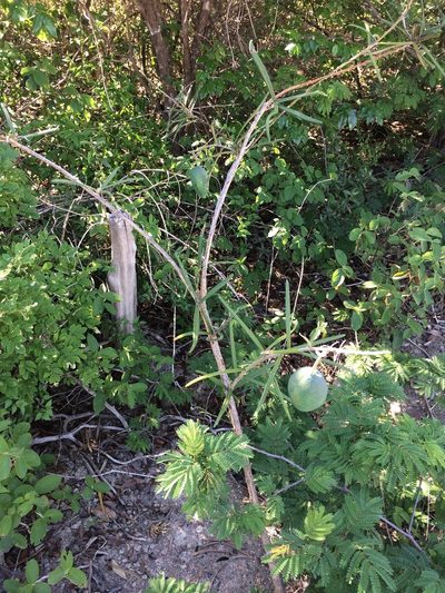 Morisonia longifolia, photographed by B. Phalan