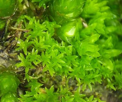 Streblotrichum convolutum, photographed by George Greiff