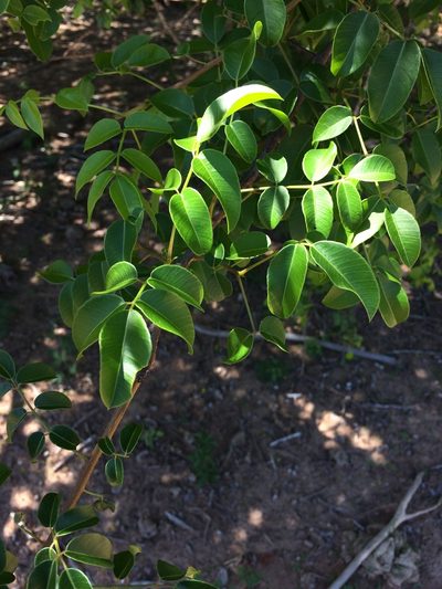 Spondias tuberosa, photographed by B. Phalan