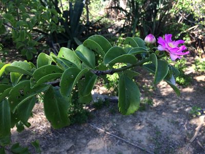 Pereskia bahiensis, photographed by B. Phalan