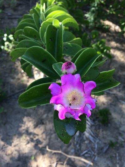 Pereskia bahiensis, photographed by B. Phalan