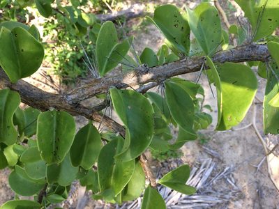 Pereskia bahiensis, photographed by B. Phalan