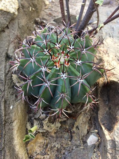 Melocactus pachyacanthus, photographed by B. Phalan