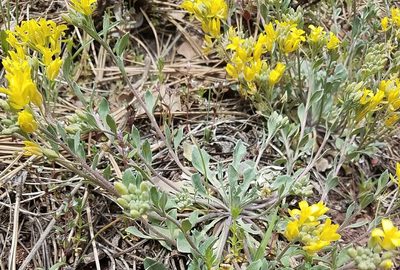 Physaria vitulifera, photographed by Laura J. Costello