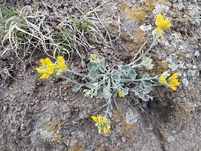 Physaria vitulifera, photographed by Laura J. Costello