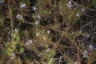 Wahlenbergia subulata, photographed by Tony Rebelo