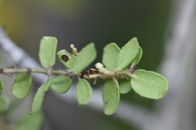 Arctostaphylos nummularia, photographed by Alan Rockefeller