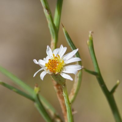 Chloracantha spinosissima, photographed by Bill Levine