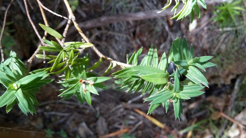 Pimelea tomentosa, photographed by naturewatchwidow
