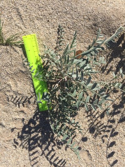 Astragalus aridus, photographed by Kate Harper