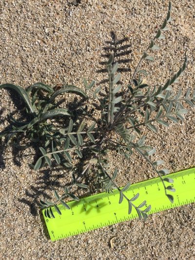 Astragalus aridus, photographed by Kate Harper