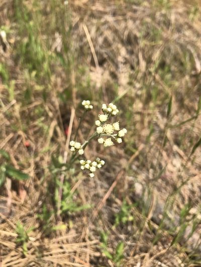 Antennaria luzuloides, photographed by marek