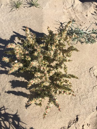 Salsola paulsenii, photographed by Kate Harper