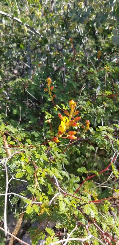 Erythrostemon placidus, photographed by Drew Sauve