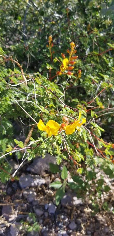 Erythrostemon placidus, photographed by Drew Sauve