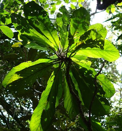 Melanophylla modestei, photographed by Romer N. Rabarijaona