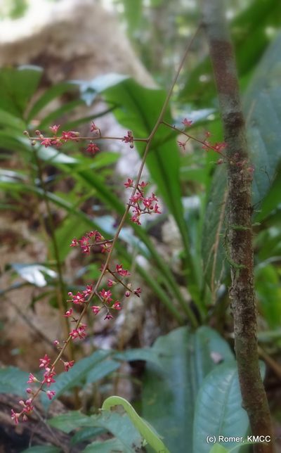 Sorindeia madagascariensis, photographed by Romer N. Rabarijaona